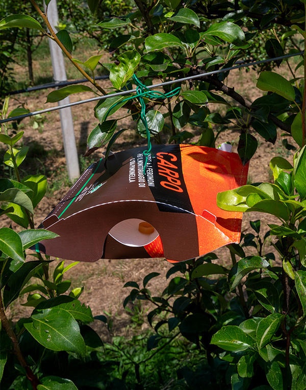 P-25005INF_-CARPO_TRAPPOLA_IN-CAMPO