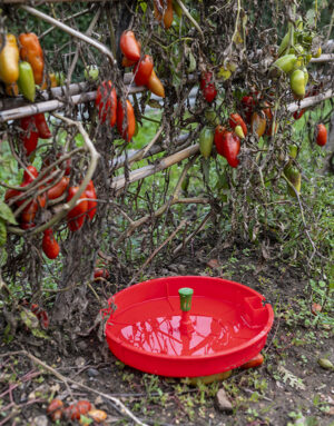 Idrotrap Trappola in campo