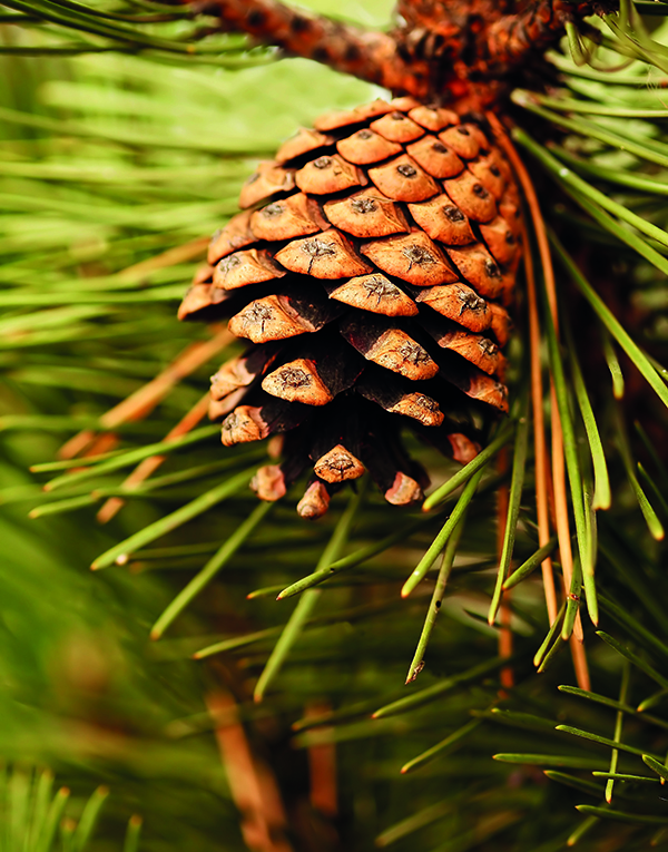 Le piante conifere producono queste strutture legnose a forma di cono conosciute comunemente come pigne. Le piante conifere sono soggette a specifici infestanti e parassiti che possono essere trattati anche senza pesticidi grazie al biocontrollo di Infarm Isagro Phero Line