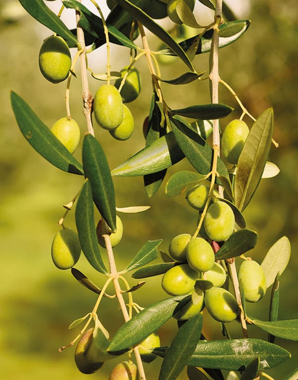Ramo di olive con fglie e frutti 