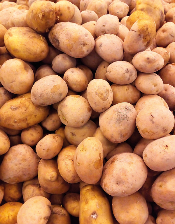 Dettaglio di patate raccolte