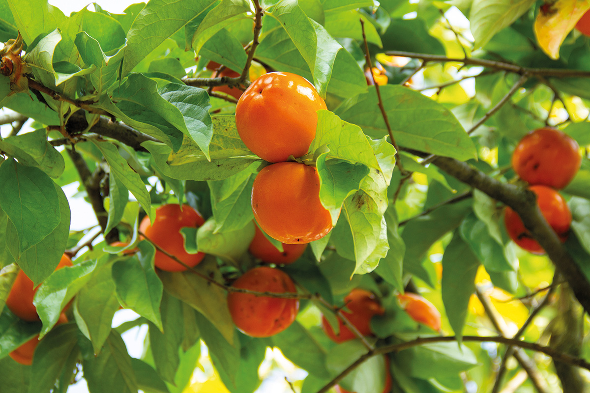 Fruit trees such as this persimmon tree are affected by insects and pests that Infarm Isagro Phero Line can treat and prevent without the use of pesticides