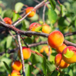 Fruit trees such as this peach tree are affected by insects and pests that Infarm Isagro Phero Line can treat and prevent without the use of pesticides
