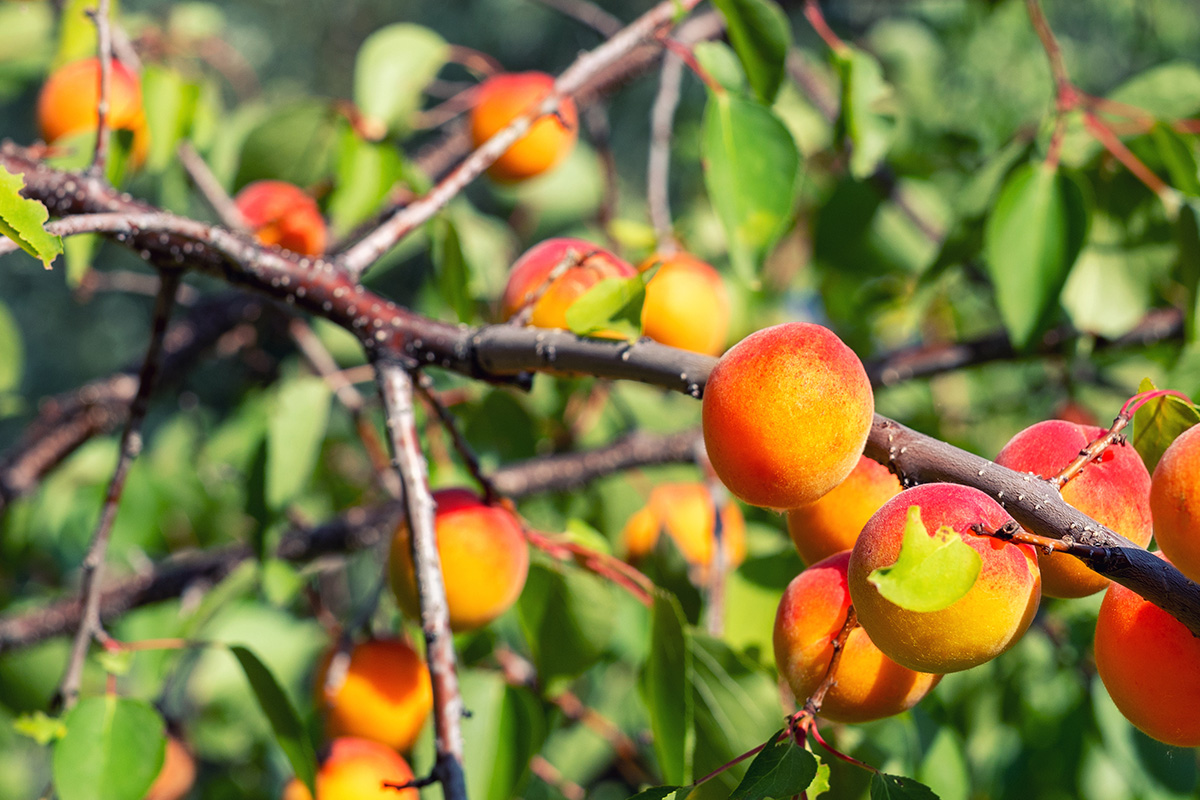 Fruit trees such as this peach tree are affected by insects and pests that Infarm Isagro Phero Line can treat and prevent without the use of pesticides