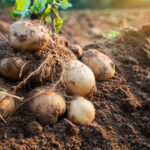 L'immagine mostra un raccolto di patate, una coltura target delle infestazioni estive di Elateridi