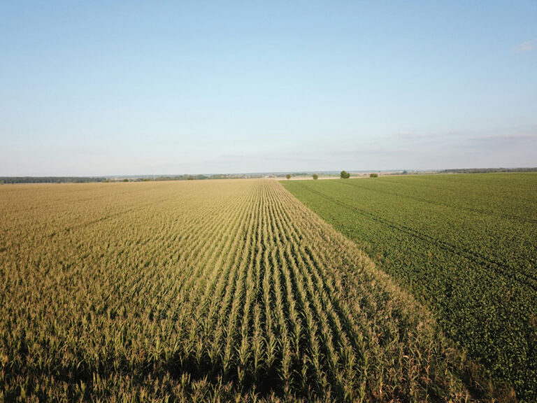 un campo agricolo visto dall'alto all'alba. Metà del campo è stato falciato mentre l'altra metà mostra una coltivazione di spighe di cereali