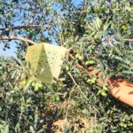 Una mano sta posando una trappola a feromoni di inFarm su un albero di ulivo