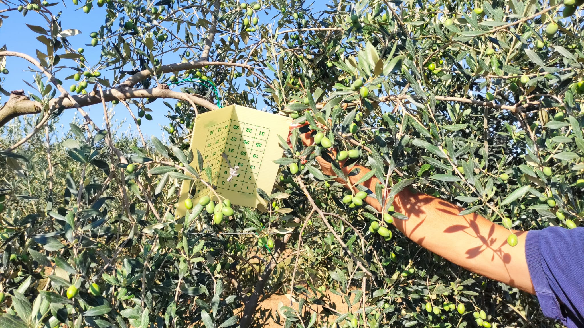 Una mano sta posando una trappola a feromoni di inFarm su un albero di ulivo