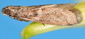 Adulto di C. Gnidiella